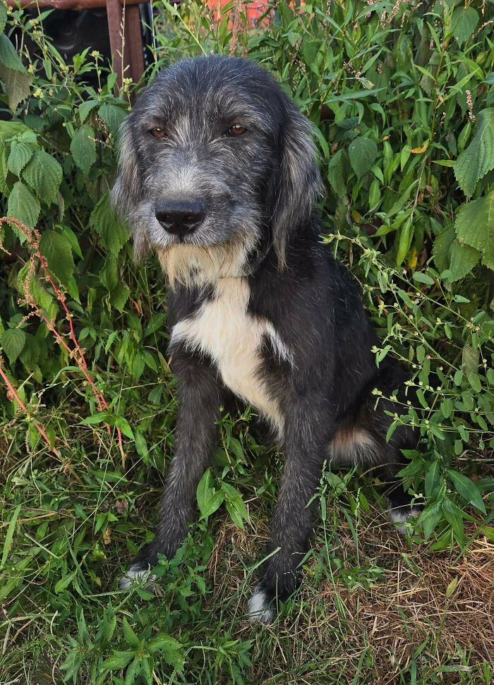 89 Adorable Adopted Animals Who Rescued Their Humans This Month (September Edition)