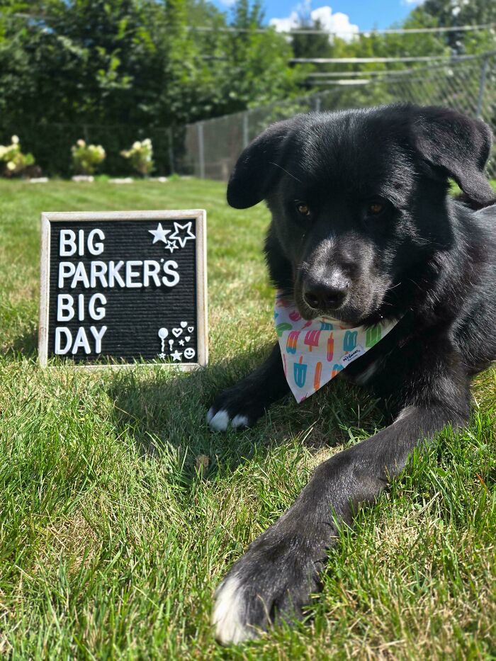 89 Adorable Adopted Animals Who Rescued Their Humans This Month (September Edition)