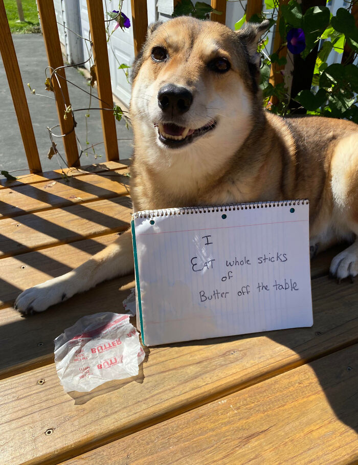 “Ate My Mum’s Slipper”: 87 Owners Who Couldn’t Help But ‘Shame’ Their Pets Online