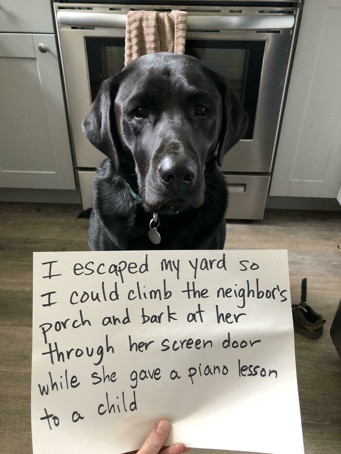 “Ate My Mum’s Slipper”: 87 Owners Who Couldn’t Help But ‘Shame’ Their Pets Online