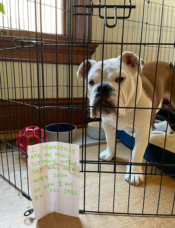 “Ate My Mum’s Slipper”: 87 Owners Who Couldn’t Help But ‘Shame’ Their Pets Online