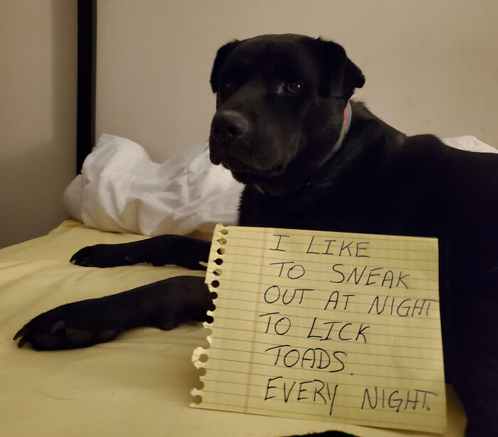 “Ate My Mum’s Slipper”: 87 Owners Who Couldn’t Help But ‘Shame’ Their Pets Online