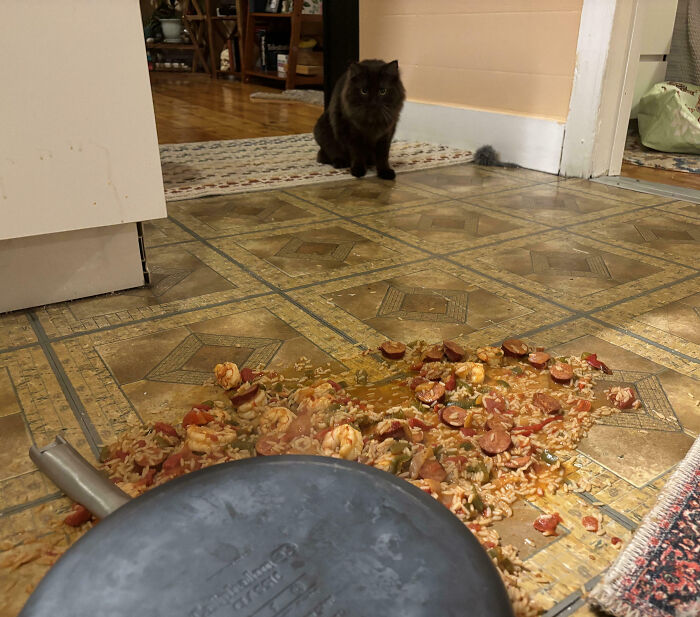 “Ate My Mum’s Slipper”: 87 Owners Who Couldn’t Help But ‘Shame’ Their Pets Online