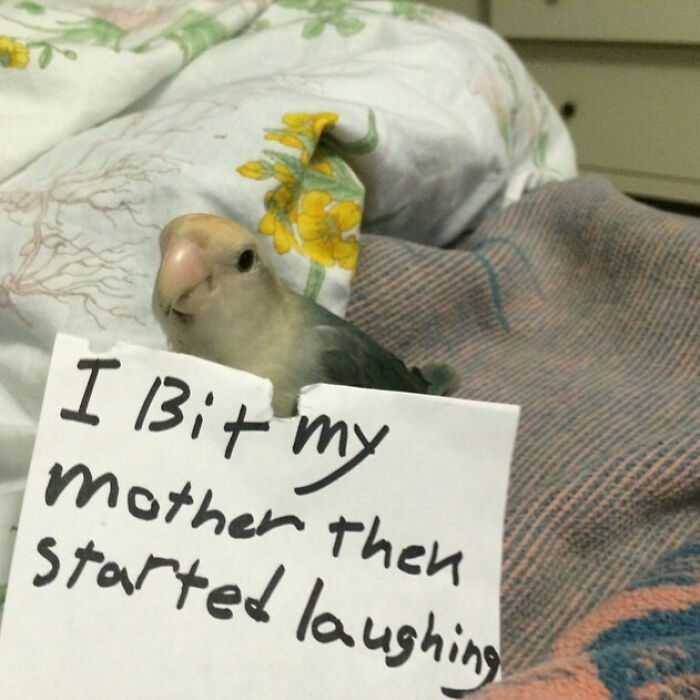 “Ate My Mum’s Slipper”: 87 Owners Who Couldn’t Help But ‘Shame’ Their Pets Online