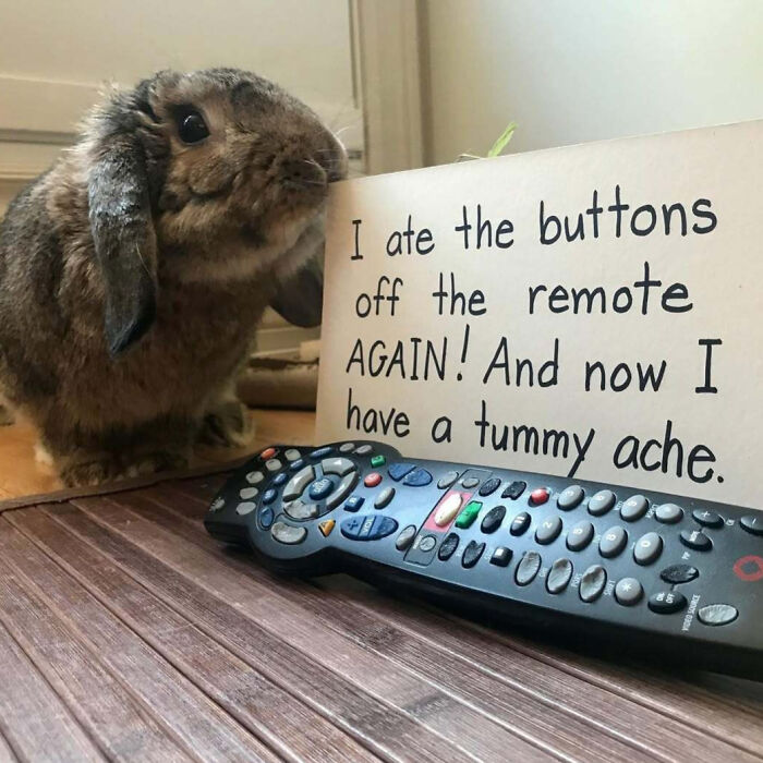 “Ate My Mum’s Slipper”: 87 Owners Who Couldn’t Help But ‘Shame’ Their Pets Online