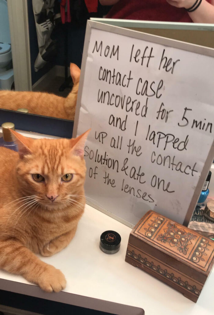 “Ate My Mum’s Slipper”: 87 Owners Who Couldn’t Help But ‘Shame’ Their Pets Online