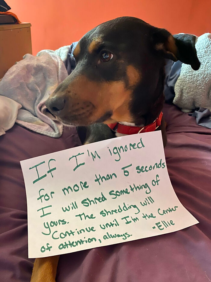 “Ate My Mum’s Slipper”: 87 Owners Who Couldn’t Help But ‘Shame’ Their Pets Online