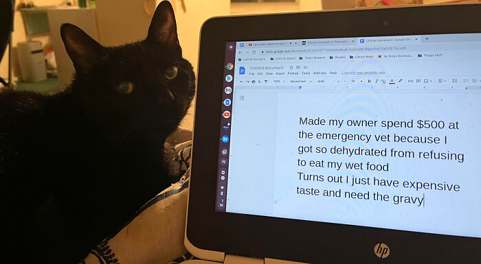 “Ate My Mum’s Slipper”: 87 Owners Who Couldn’t Help But ‘Shame’ Their Pets Online
