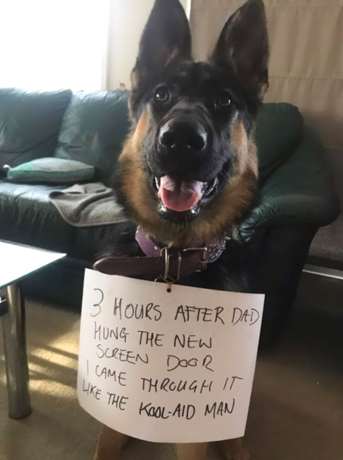 “Ate My Mum’s Slipper”: 87 Owners Who Couldn’t Help But ‘Shame’ Their Pets Online