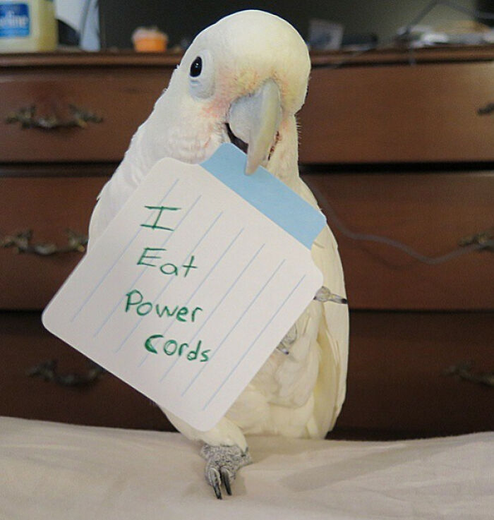“Ate My Mum’s Slipper”: 87 Owners Who Couldn’t Help But ‘Shame’ Their Pets Online
