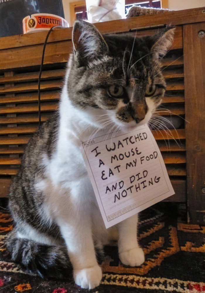 “Ate My Mum’s Slipper”: 87 Owners Who Couldn’t Help But ‘Shame’ Their Pets Online