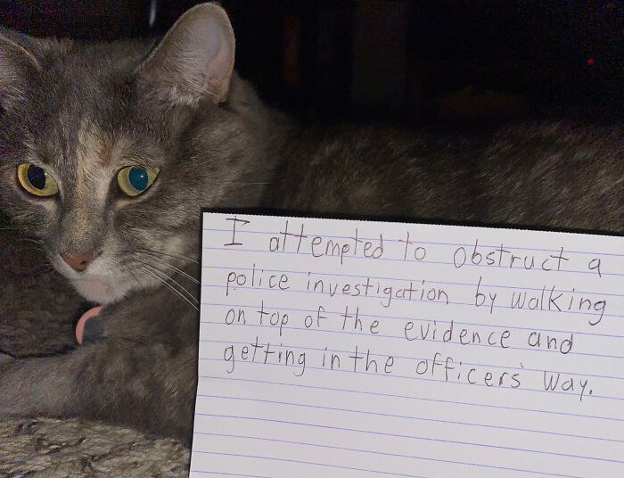 “Ate My Mum’s Slipper”: 87 Owners Who Couldn’t Help But ‘Shame’ Their Pets Online