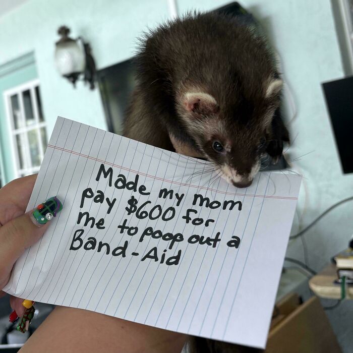 “Ate My Mum’s Slipper”: 87 Owners Who Couldn’t Help But ‘Shame’ Their Pets Online