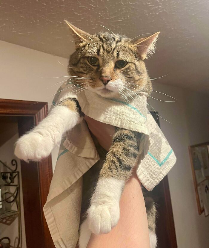 “Ate My Mum’s Slipper”: 87 Owners Who Couldn’t Help But ‘Shame’ Their Pets Online