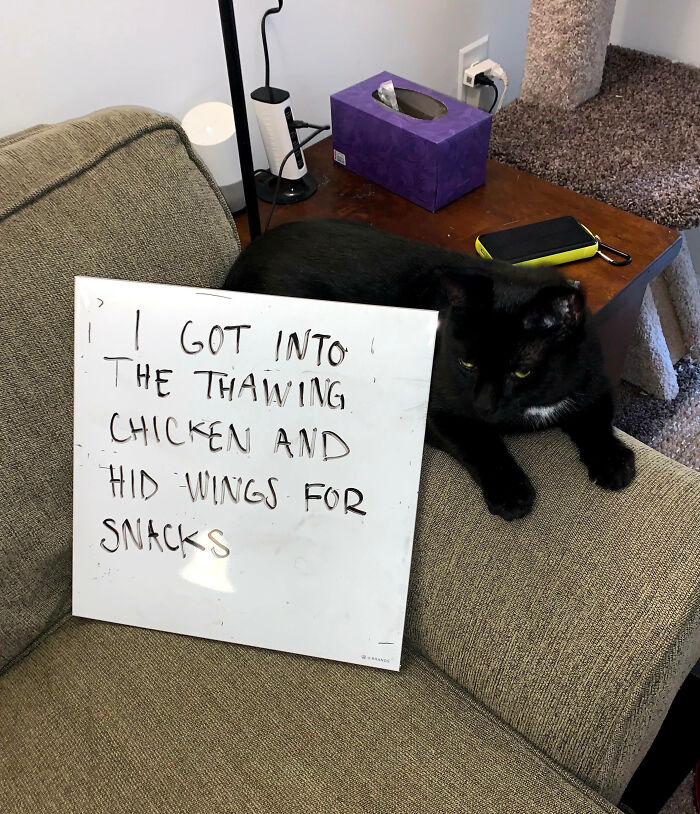 “Ate My Mum’s Slipper”: 87 Owners Who Couldn’t Help But ‘Shame’ Their Pets Online