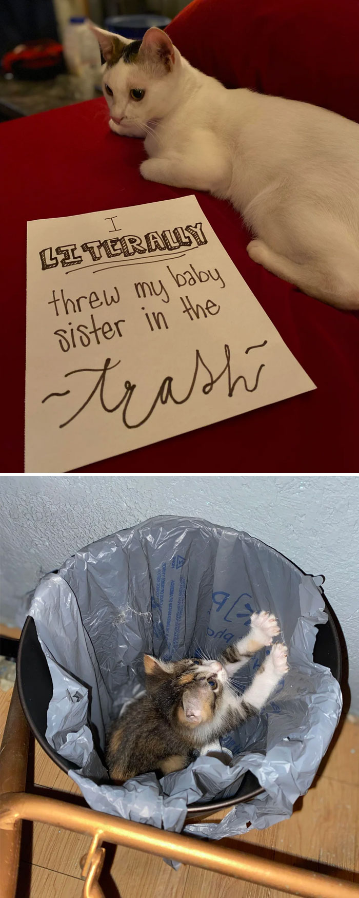 “Ate My Mum’s Slipper”: 87 Owners Who Couldn’t Help But ‘Shame’ Their Pets Online