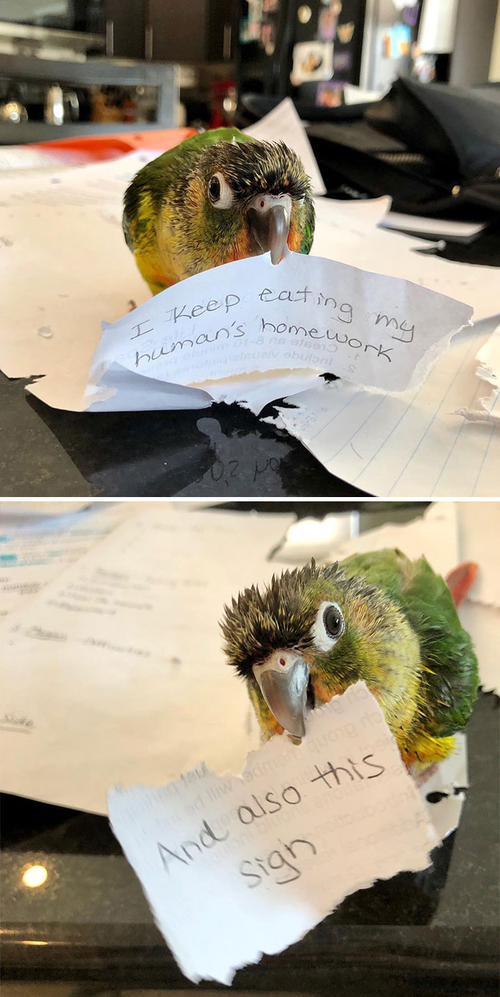 “Ate My Mum’s Slipper”: 87 Owners Who Couldn’t Help But ‘Shame’ Their Pets Online