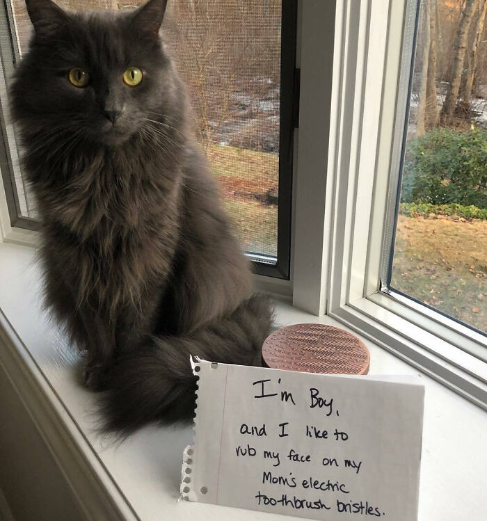 “Ate My Mum’s Slipper”: 87 Owners Who Couldn’t Help But ‘Shame’ Their Pets Online