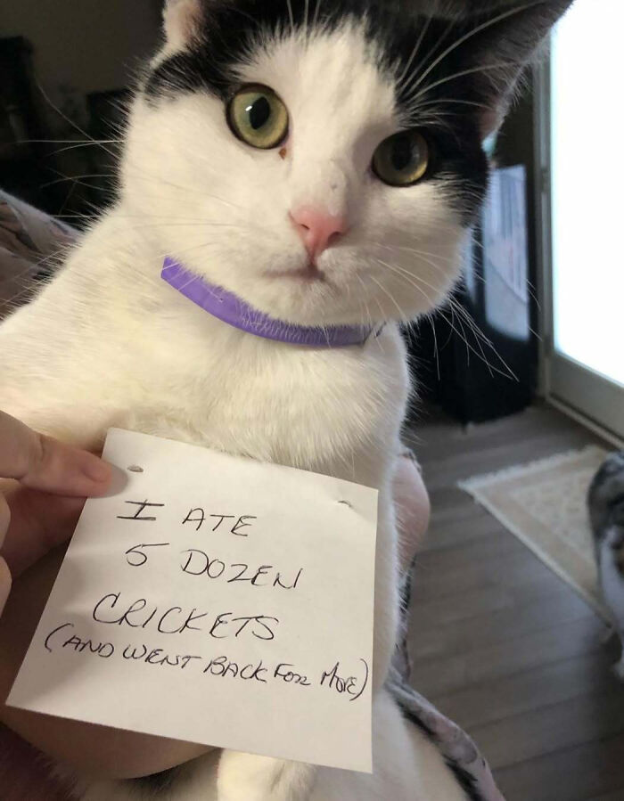 “Ate My Mum’s Slipper”: 87 Owners Who Couldn’t Help But ‘Shame’ Their Pets Online