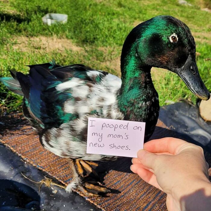 “Ate My Mum’s Slipper”: 87 Owners Who Couldn’t Help But ‘Shame’ Their Pets Online