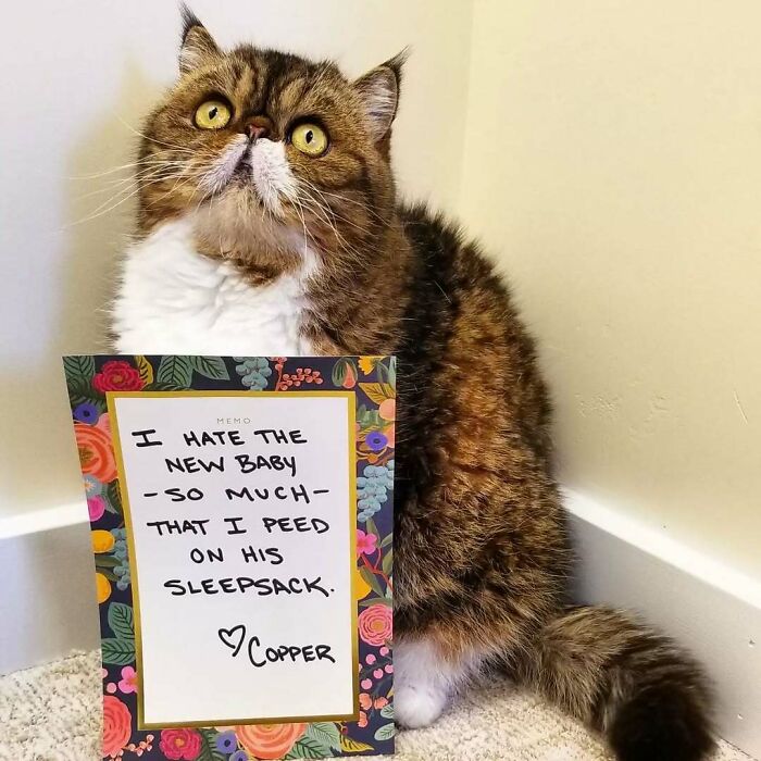 “Ate My Mum’s Slipper”: 87 Owners Who Couldn’t Help But ‘Shame’ Their Pets Online