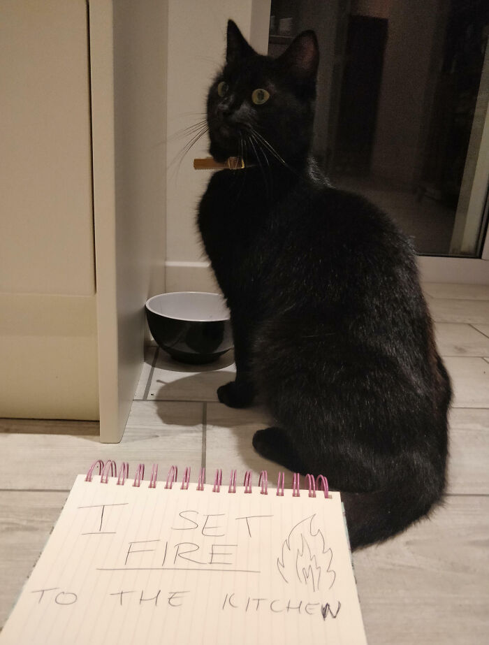 “Ate My Mum’s Slipper”: 87 Owners Who Couldn’t Help But ‘Shame’ Their Pets Online