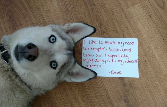 “Ate My Mum’s Slipper”: 87 Owners Who Couldn’t Help But ‘Shame’ Their Pets Online