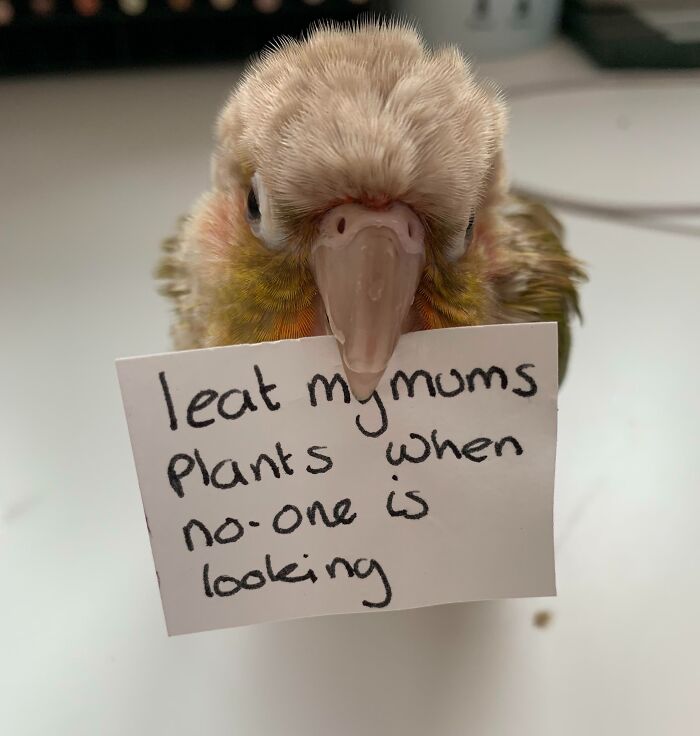 “Ate My Mum’s Slipper”: 87 Owners Who Couldn’t Help But ‘Shame’ Their Pets Online