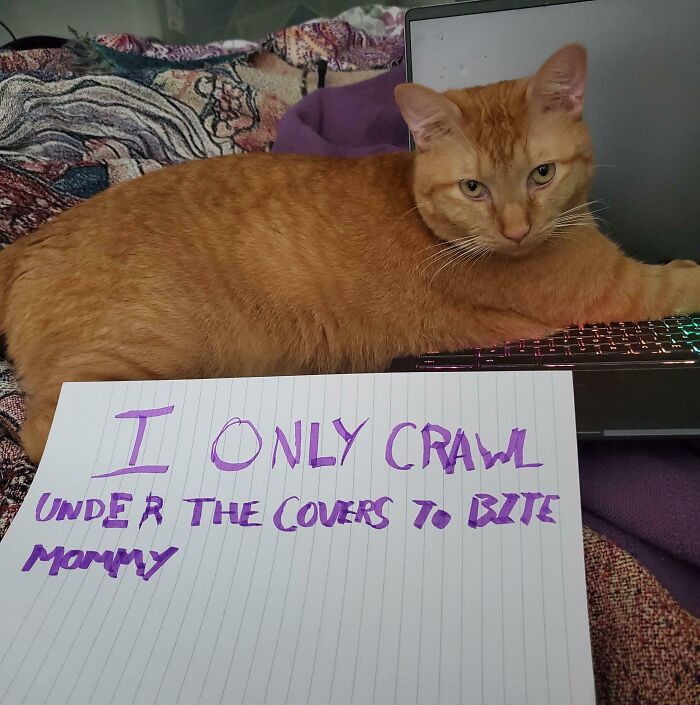 “Ate My Mum’s Slipper”: 87 Owners Who Couldn’t Help But ‘Shame’ Their Pets Online