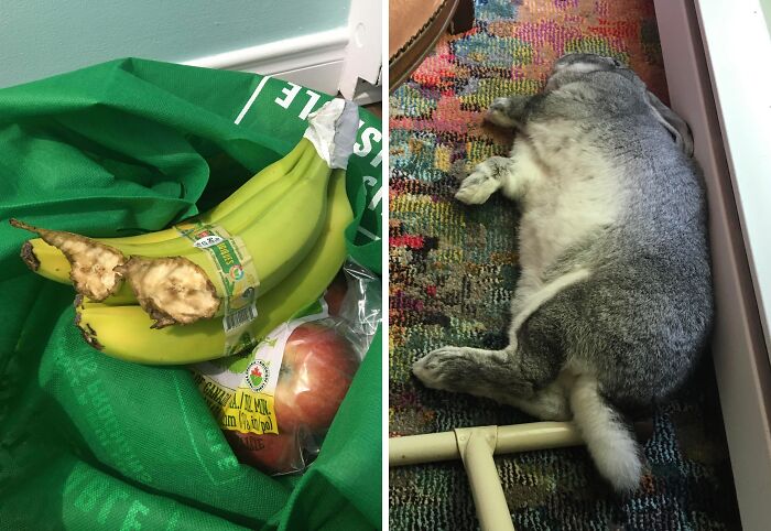 “Ate My Mum’s Slipper”: 87 Owners Who Couldn’t Help But ‘Shame’ Their Pets Online
