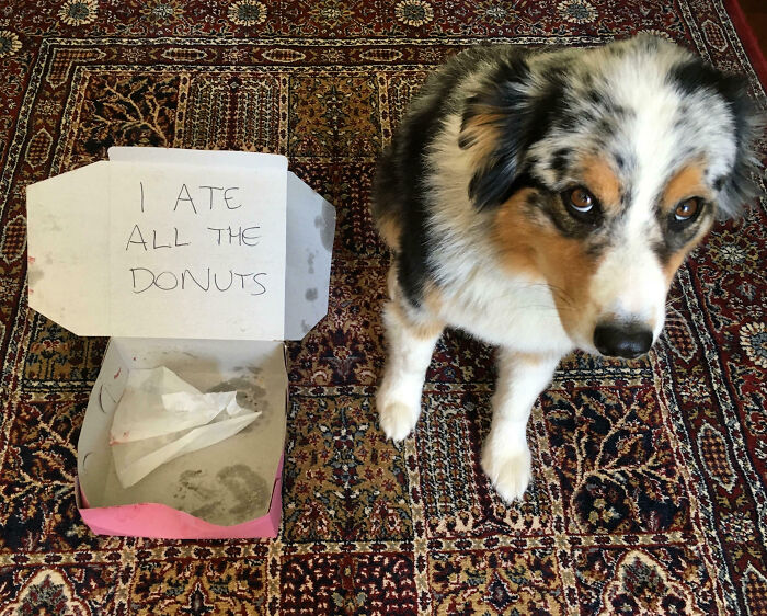 “Ate My Mum’s Slipper”: 87 Owners Who Couldn’t Help But ‘Shame’ Their Pets Online