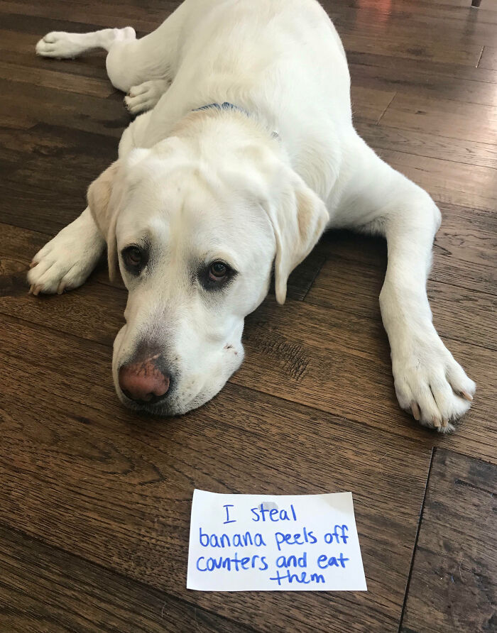 “Ate My Mum’s Slipper”: 87 Owners Who Couldn’t Help But ‘Shame’ Their Pets Online