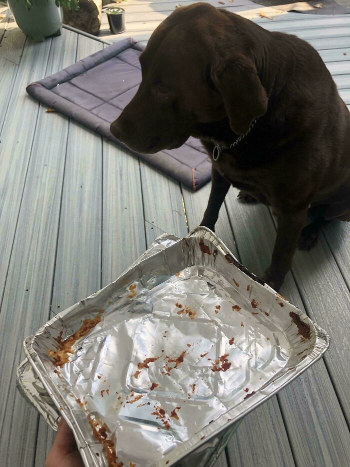 “Ate My Mum’s Slipper”: 87 Owners Who Couldn’t Help But ‘Shame’ Their Pets Online