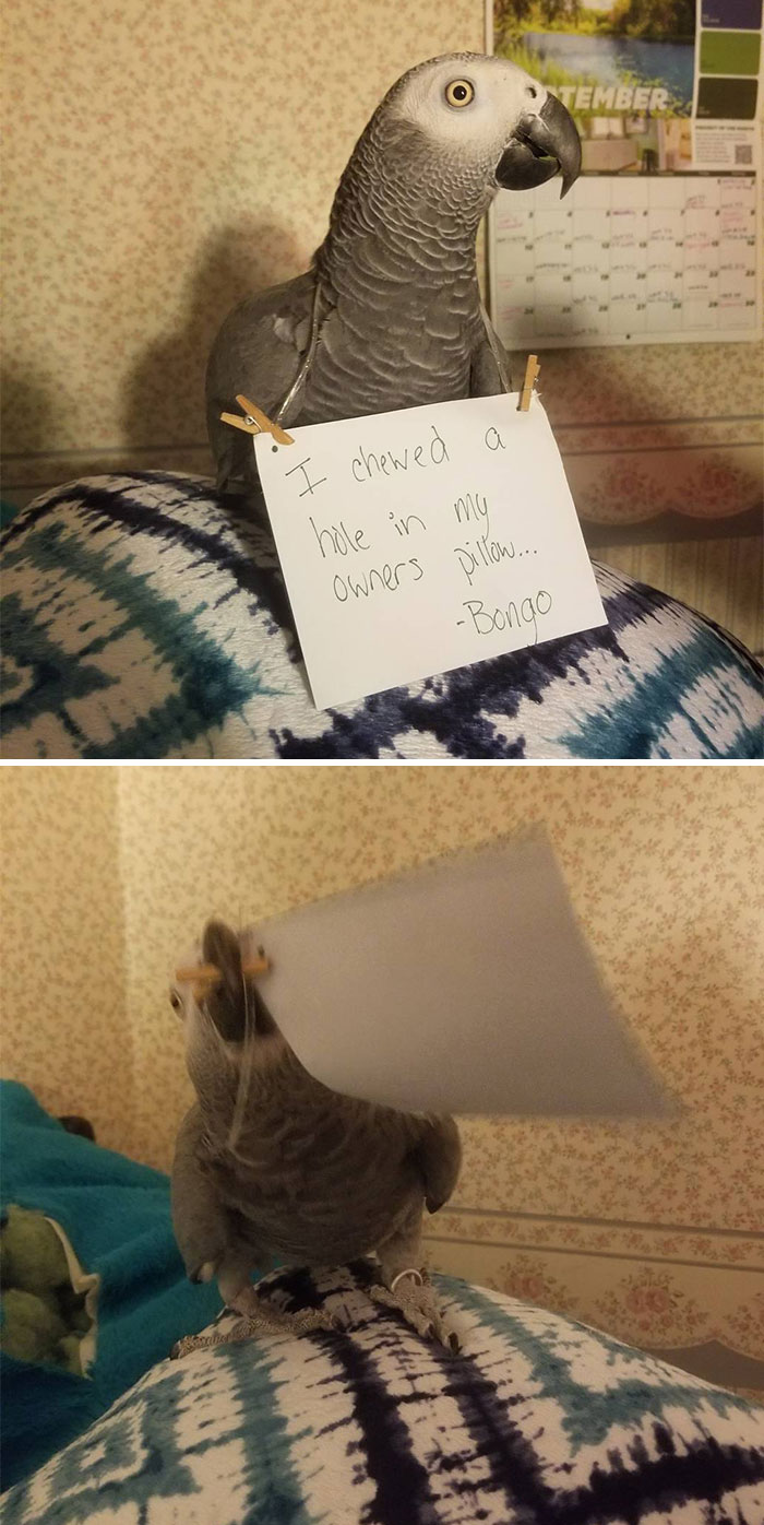 “Ate My Mum’s Slipper”: 87 Owners Who Couldn’t Help But ‘Shame’ Their Pets Online