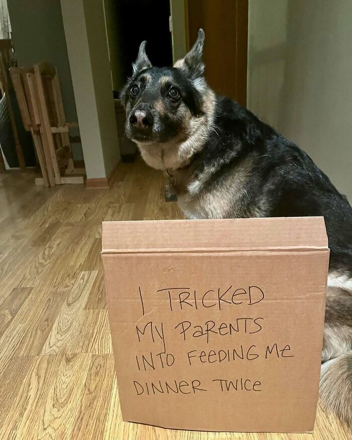 “Ate My Mum’s Slipper”: 87 Owners Who Couldn’t Help But ‘Shame’ Their Pets Online