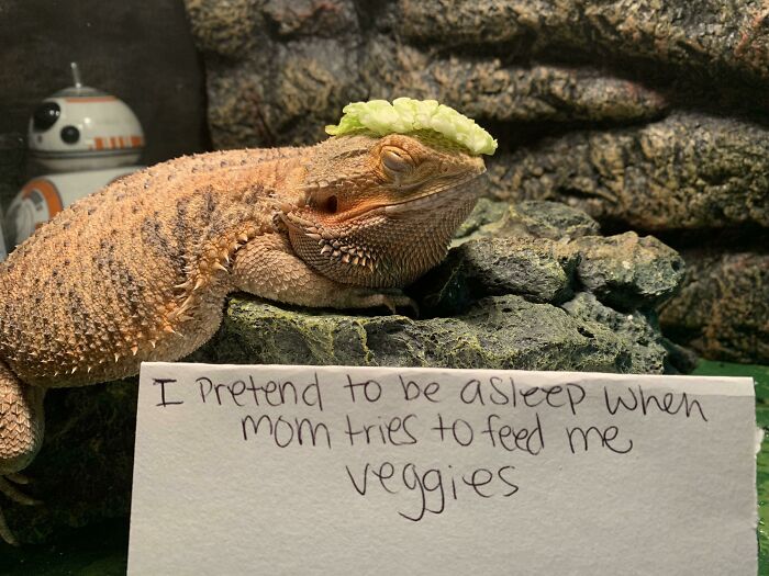 “Ate My Mum’s Slipper”: 87 Owners Who Couldn’t Help But ‘Shame’ Their Pets Online