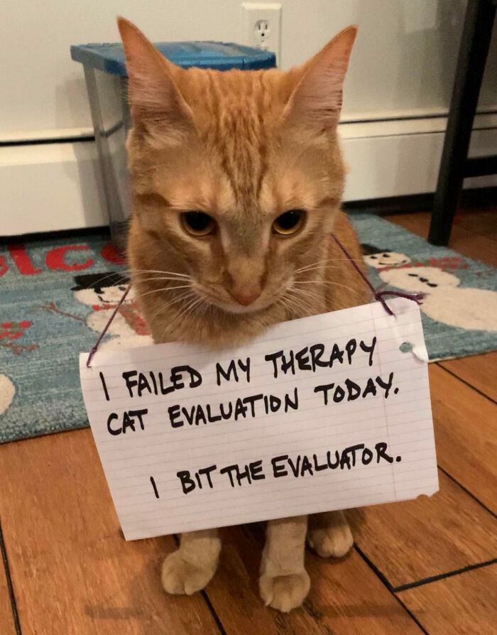 “Ate My Mum’s Slipper”: 87 Owners Who Couldn’t Help But ‘Shame’ Their Pets Online
