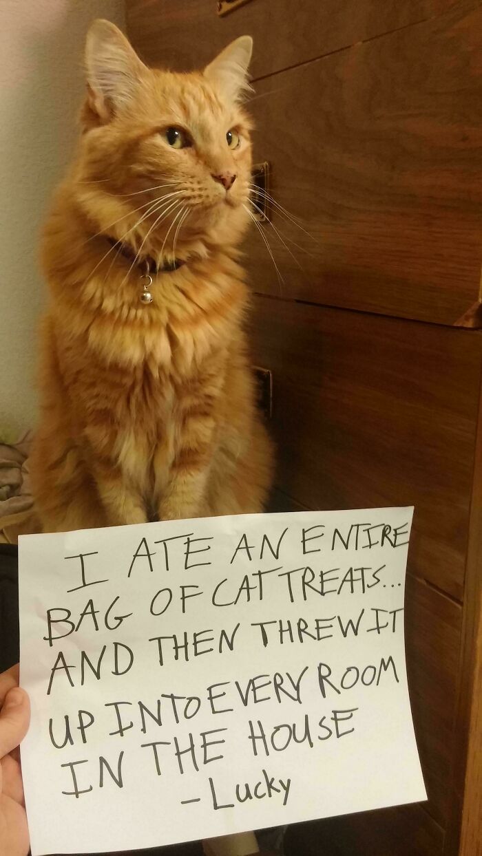 “Ate My Mum’s Slipper”: 87 Owners Who Couldn’t Help But ‘Shame’ Their Pets Online