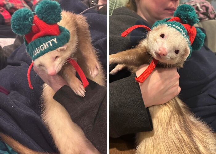 “Ate My Mum’s Slipper”: 87 Owners Who Couldn’t Help But ‘Shame’ Their Pets Online