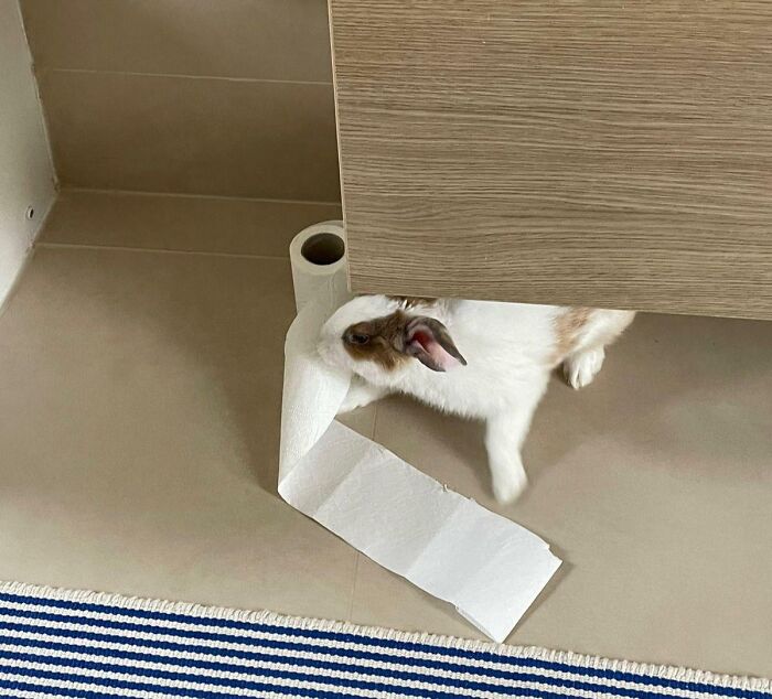 “Ate My Mum’s Slipper”: 87 Owners Who Couldn’t Help But ‘Shame’ Their Pets Online