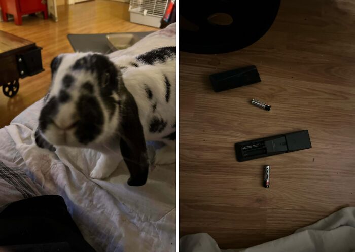 “Ate My Mum’s Slipper”: 87 Owners Who Couldn’t Help But ‘Shame’ Their Pets Online