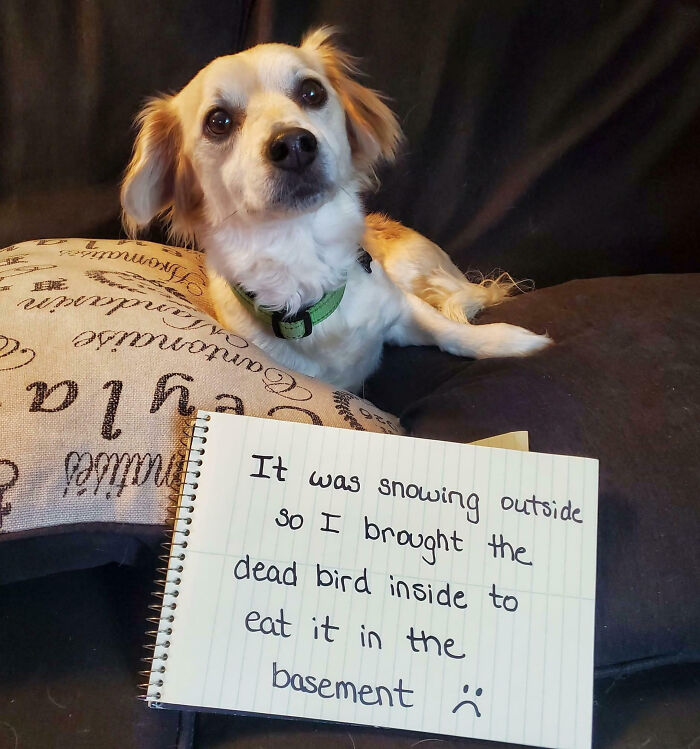 “Ate My Mum’s Slipper”: 87 Owners Who Couldn’t Help But ‘Shame’ Their Pets Online