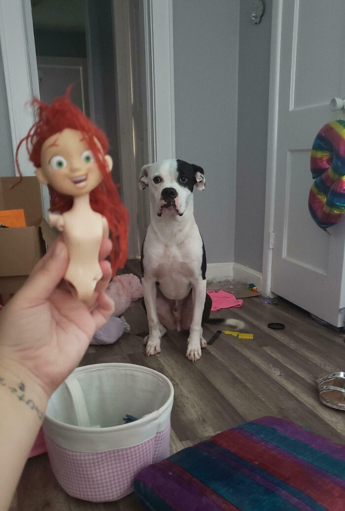 “Ate My Mum’s Slipper”: 87 Owners Who Couldn’t Help But ‘Shame’ Their Pets Online