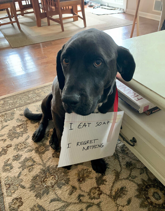 “Ate My Mum’s Slipper”: 87 Owners Who Couldn’t Help But ‘Shame’ Their Pets Online