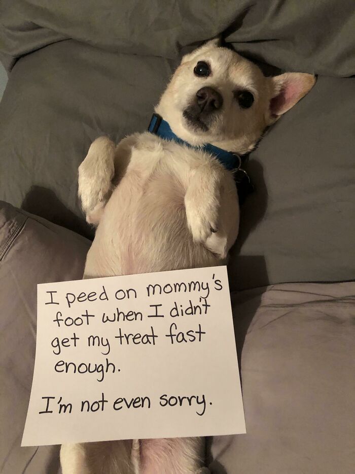 “Ate My Mum’s Slipper”: 87 Owners Who Couldn’t Help But ‘Shame’ Their Pets Online