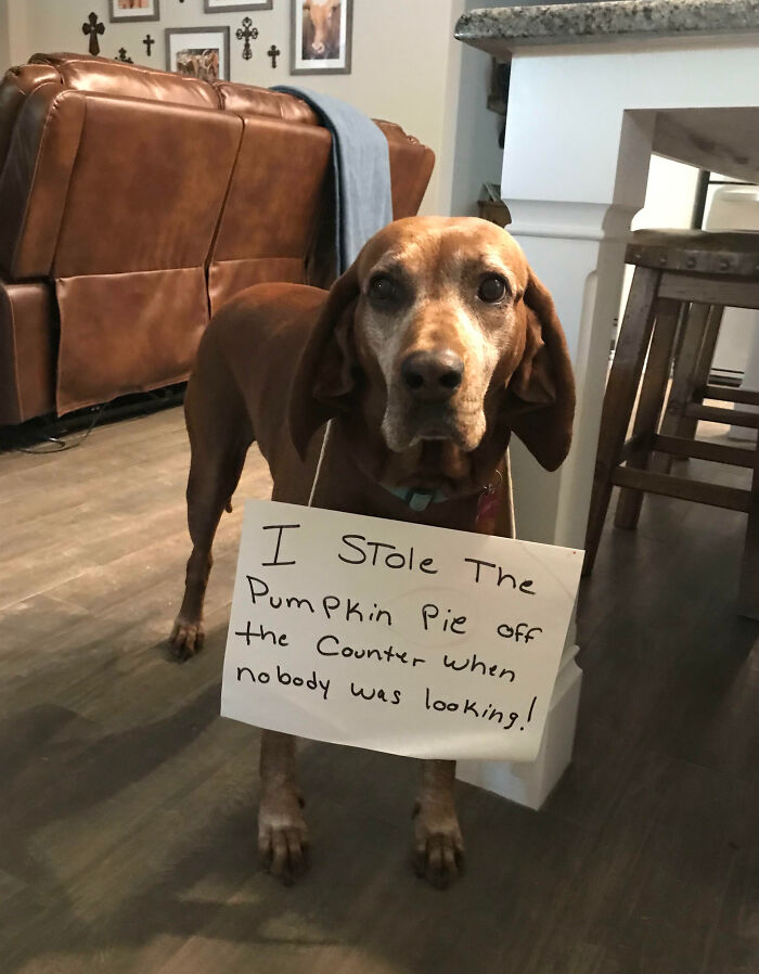“Ate My Mum’s Slipper”: 87 Owners Who Couldn’t Help But ‘Shame’ Their Pets Online
