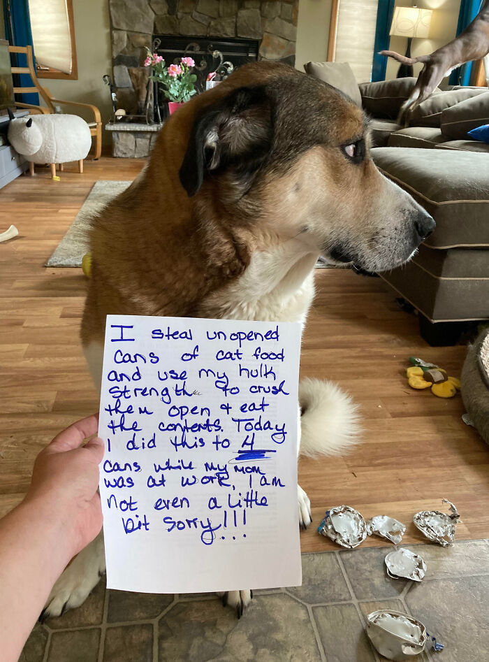 “Ate My Mum’s Slipper”: 87 Owners Who Couldn’t Help But ‘Shame’ Their Pets Online