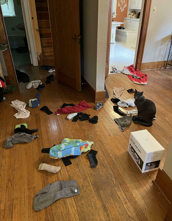 “Ate My Mum’s Slipper”: 87 Owners Who Couldn’t Help But ‘Shame’ Their Pets Online