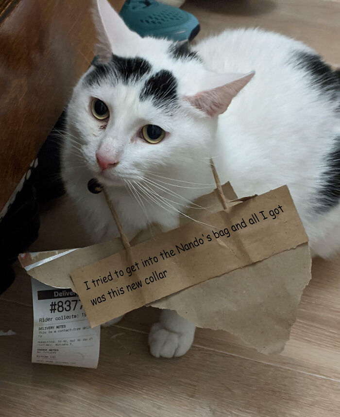 “Ate My Mum’s Slipper”: 87 Owners Who Couldn’t Help But ‘Shame’ Their Pets Online