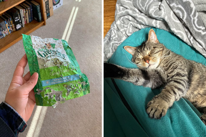 “Ate My Mum’s Slipper”: 87 Owners Who Couldn’t Help But ‘Shame’ Their Pets Online